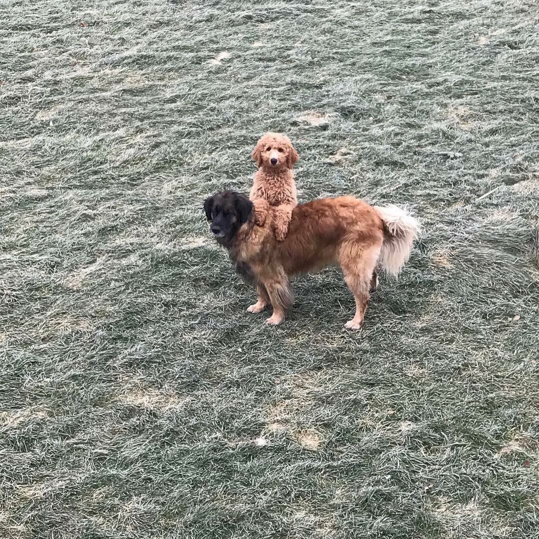 Pets
